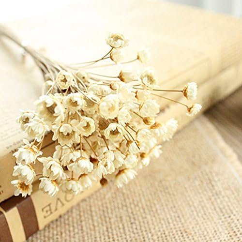 100 Stems Natural Dry Flowers Brazilian Small Star Decorative Dried Flowers Mini Chamomile Bouquet for Wedding Flora