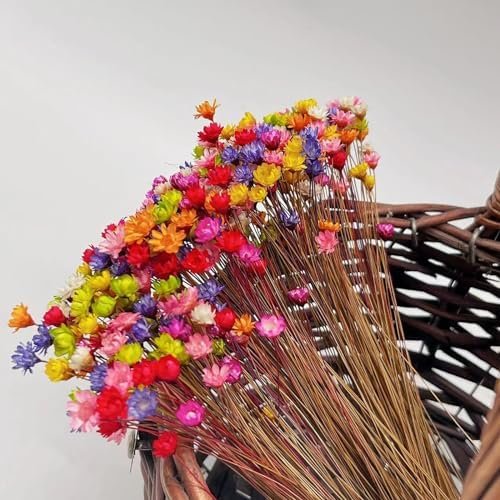 100 Stems Natural Dry Flowers Brazilian Small Star Decorative Dried Flowers Mini Chamomile Bouquet for Wedding Flora