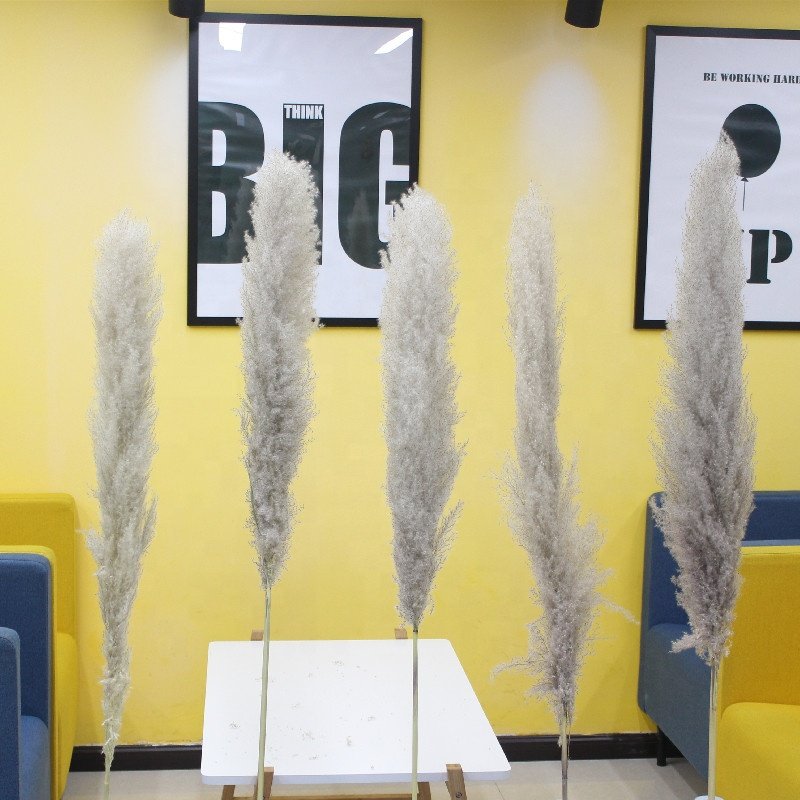 Natural Dried Decoration Dried Flowers White Pampas Grass Large for Wedding Decoration