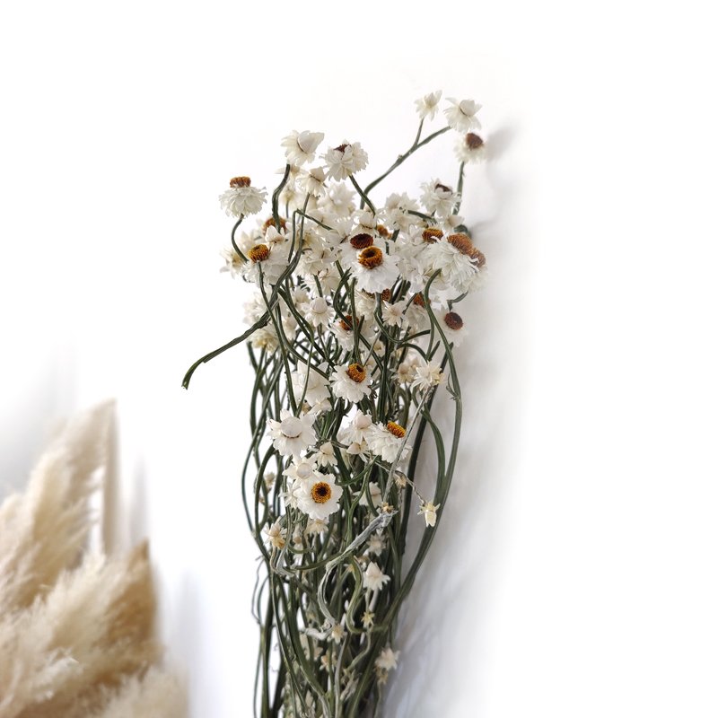 Dried Ammobium Flower Home Decor Wedding Decoration White Flowers Filler Floral Dried Daisy Flowers Silver Chrysanthemum