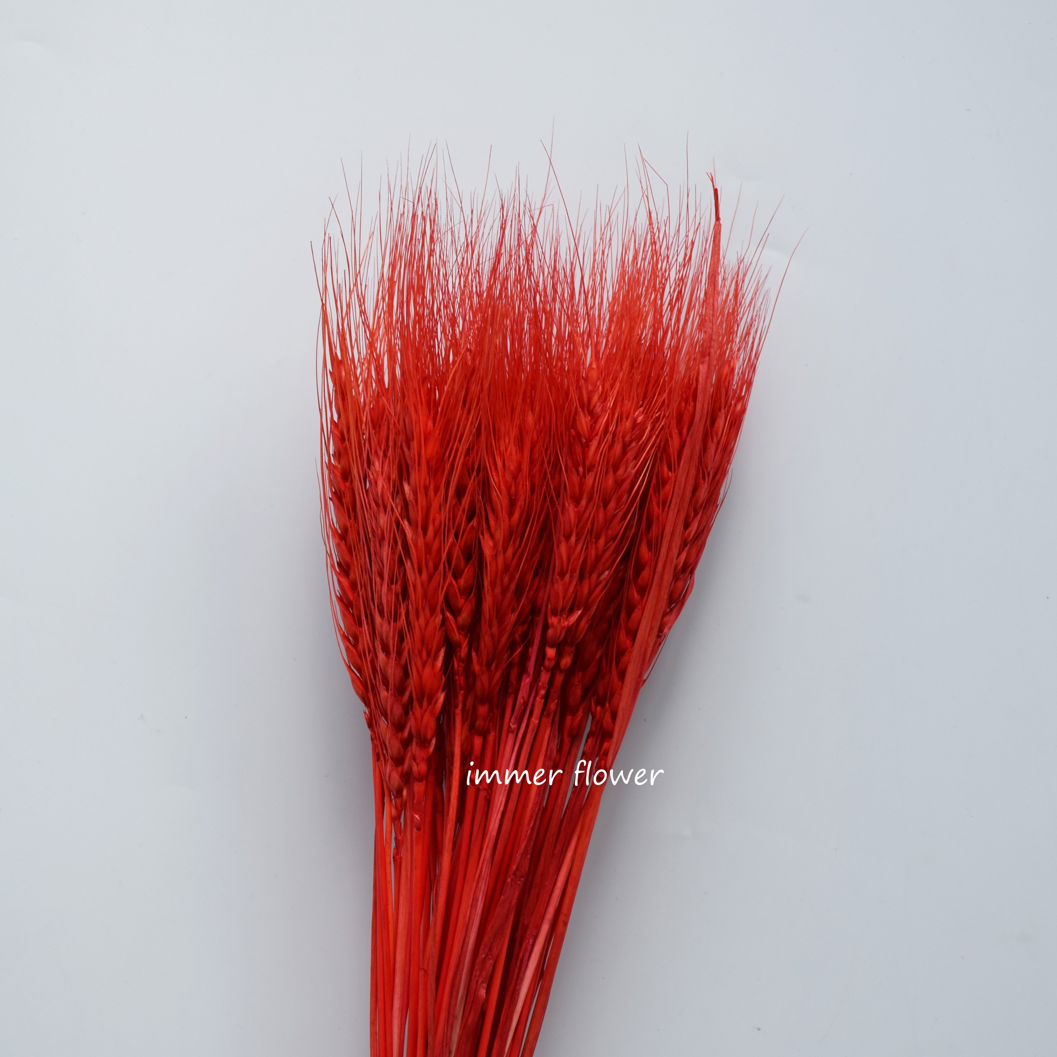 Dried Flower Dry Wheat China Supplier