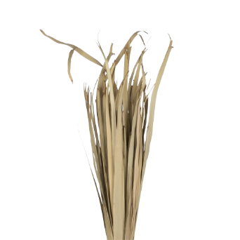 Wholesale Good Quality Natural Sun Palm Leaf For Wedding Home DIY Decoration Dried Flower Arrangement