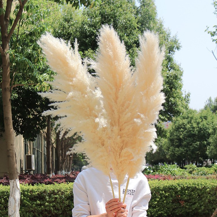 2023 wholesale natural wedding centerpieces dried flower decorative flowers short large pampas grass pampa decor
