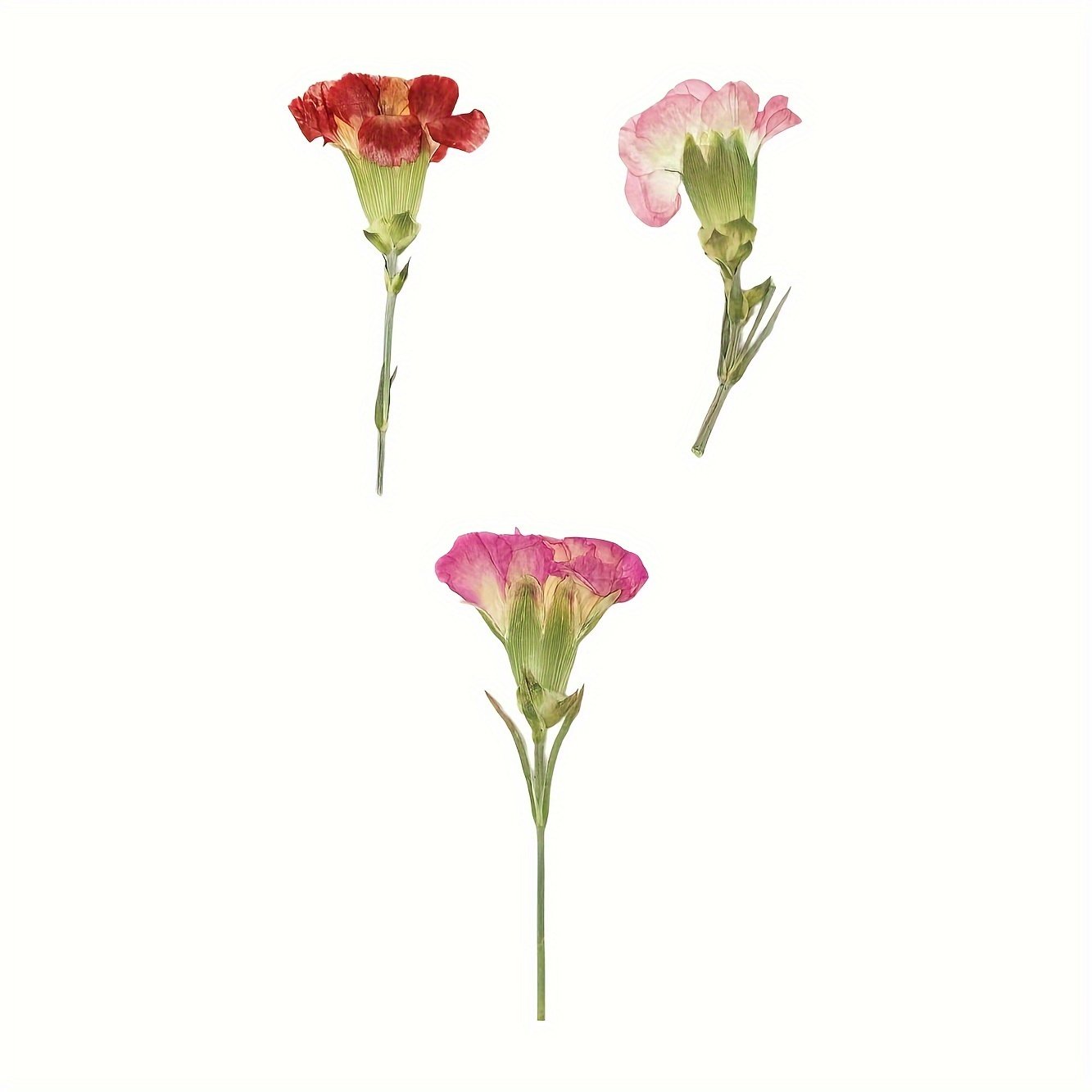 Mother's Day Gift Dried Pressed Carnations Flowers for DIY Crafts Resin Art Soaps Candles Gift Cards