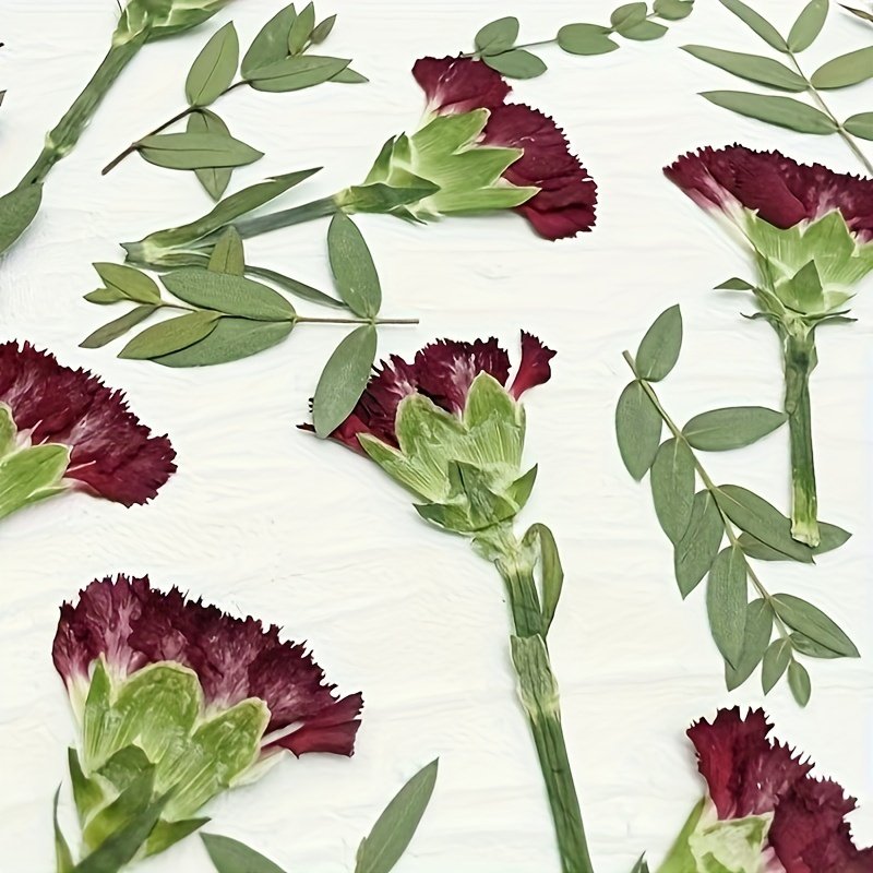Mother's Day Gift Dried Pressed Carnations Flowers for DIY Crafts Resin Art Soaps Candles Gift Cards