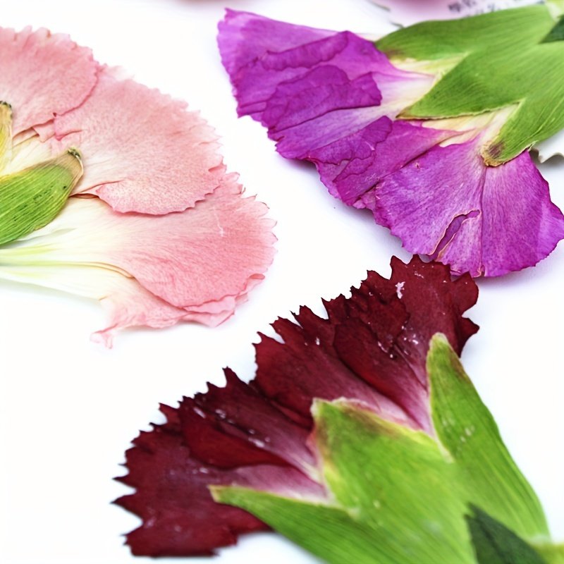 Mother's Day Gift Dried Pressed Carnations Flowers for DIY Crafts Resin Art Soaps Candles Gift Cards