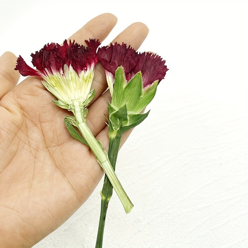 Mother's Day Gift Dried Pressed Carnations Flowers for DIY Crafts Resin Art Soaps Candles Gift Cards