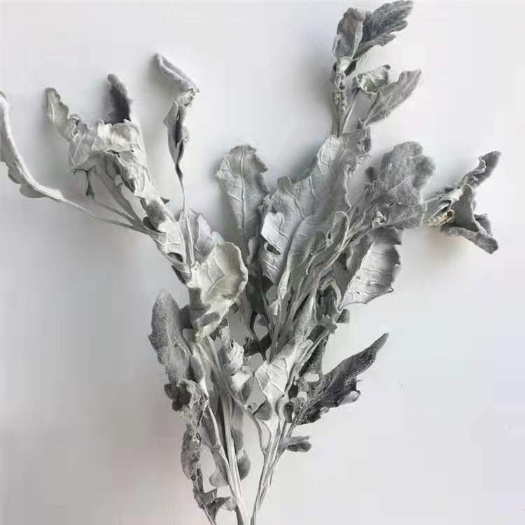 Wholesale Sliver Color Decorative Flowers Wreaths Dried Dusty Miller & Senecio cineraria Jacobaea Maritima Silver Ragwort