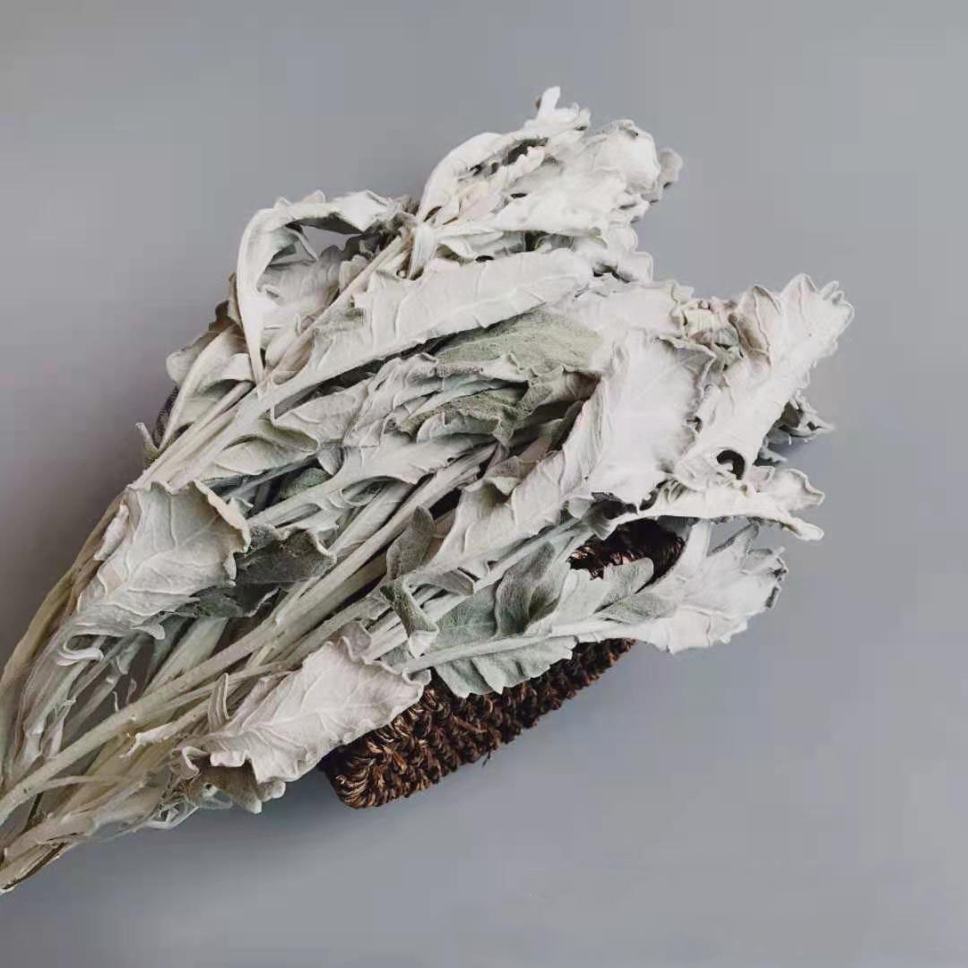 Wholesale Sliver Color Decorative Flowers Wreaths Dried Dusty Miller & Senecio cineraria Jacobaea Maritima Silver Ragwort