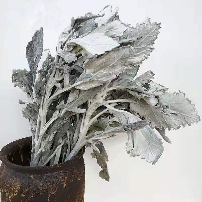 Wholesale Sliver Color Decorative Flowers Wreaths Dried Dusty Miller & Senecio cineraria Jacobaea Maritima Silver Ragwort