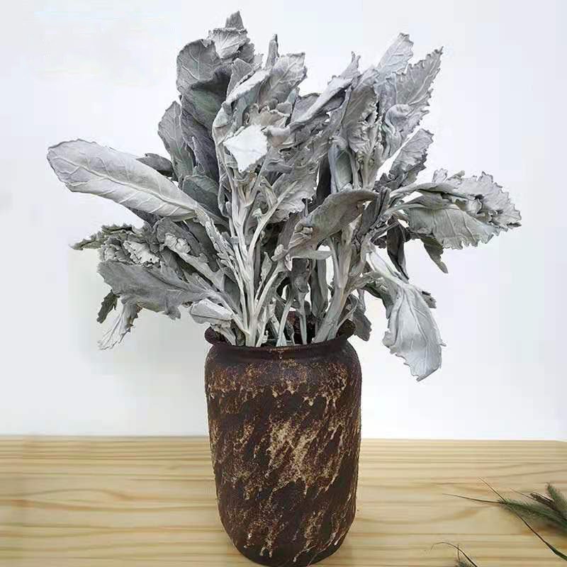 Wholesale Sliver Color Decorative Flowers Wreaths Dried Dusty Miller & Senecio cineraria Jacobaea Maritima Silver Ragwort
