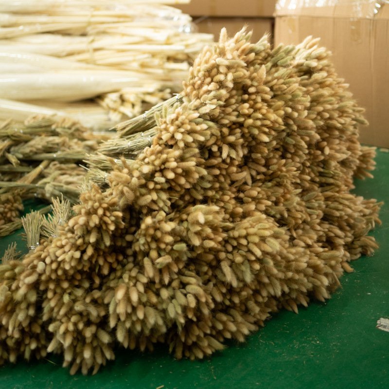 Natural Preserved Pampas Grass Bouquet Dried Lagurus Ovatus Flowers with Bunny Rabbit Tails Wedding Decorations