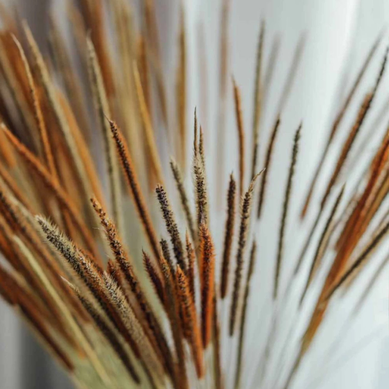 New Product Preserved Kirin Grass dried flower grass Decoration for wedding decor