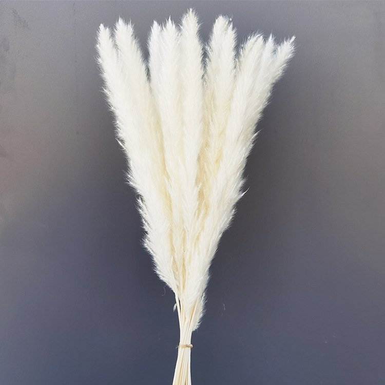 Reed Dried Decorative Pampas Grass Vase Grass Flower Dried Reed Decoration Carton Easter Decorations Natural Mother's Day Gift
