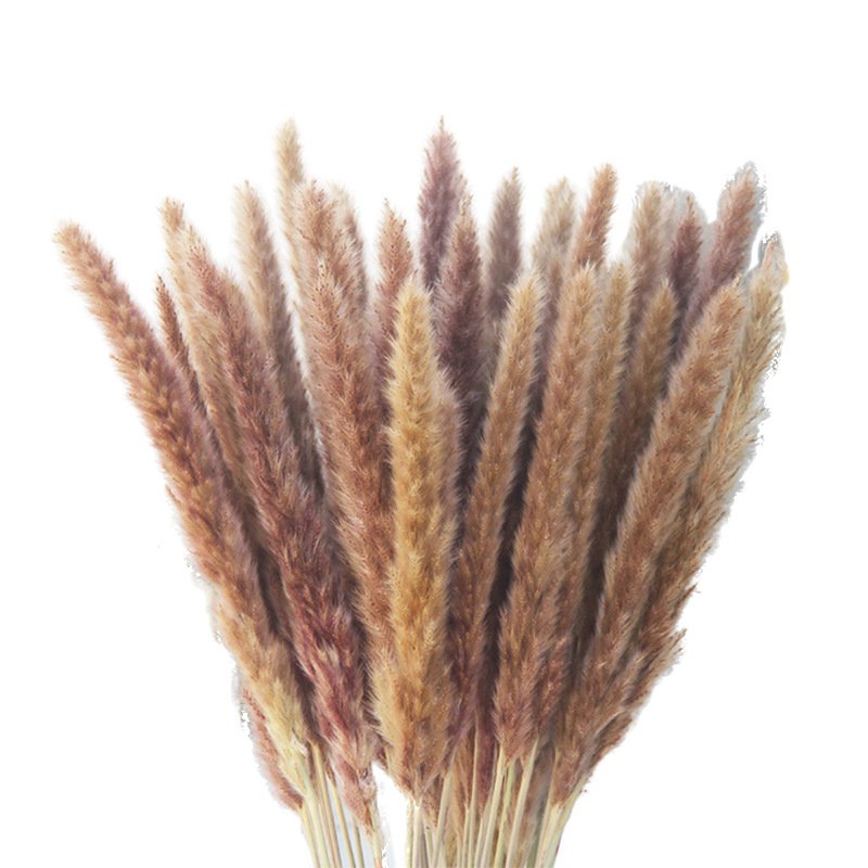 Reed Dried Decorative Pampas Grass Vase Grass Flower Dried Reed Decoration Carton Easter Decorations Natural Mother's Day Gift
