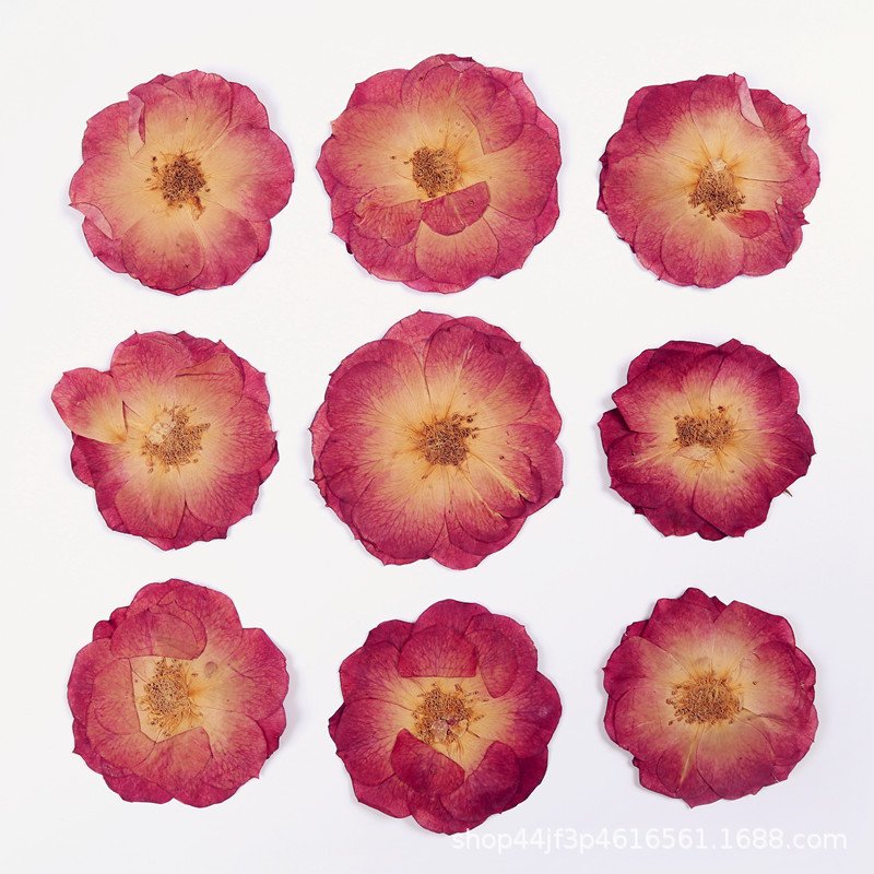 Factory Hot Sales Rose Dried Flower Pressed Flower Decoration Colorful Varied Natural Flower