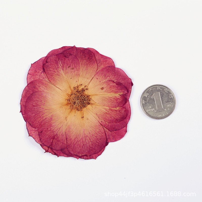 Factory Hot Sales Rose Dried Flower Pressed Flower Decoration Colorful Varied Natural Flower