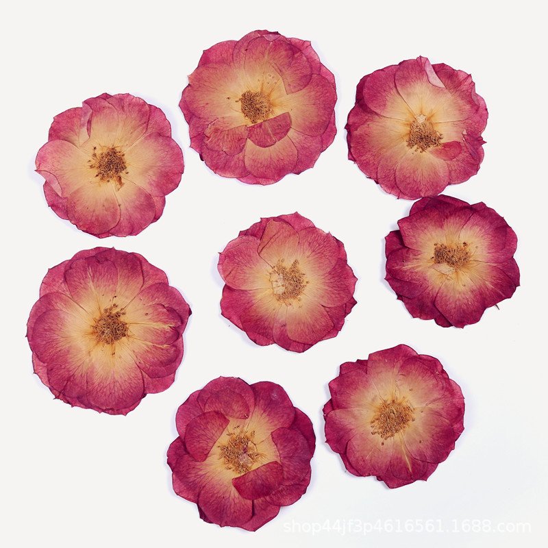 Factory Hot Sales Rose Dried Flower Pressed Flower Decoration Colorful Varied Natural Flower