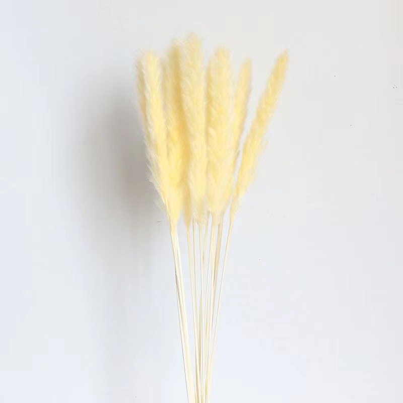 Wholesale Small Size Dried Flowers Pampas Grass Natural Pampas For Wedding DecorWisteria Flower
