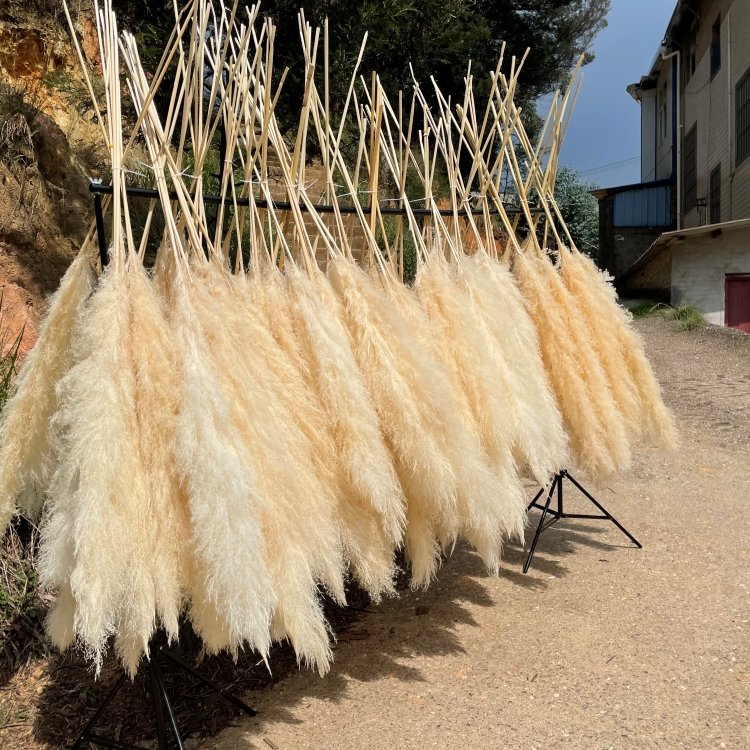 QSLH-CF319 Decoration Dried Flower Pampas Grass Wedding Decorative Flowers Natural Dried Pampas Grass Boho Style Pampas