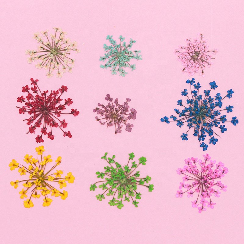 MNR1932 15 colors Real dried pressed ball shape flower
