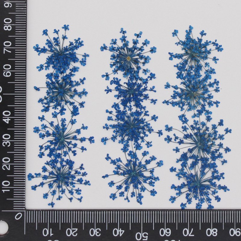 MNR1932 15 colors Real dried pressed ball shape flower