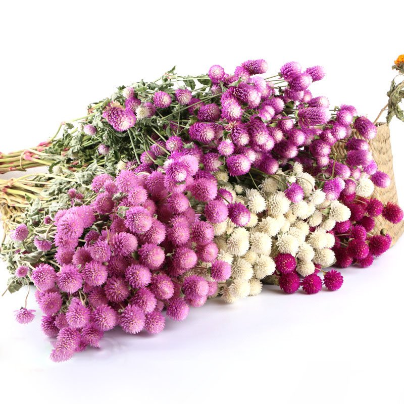 Wholesale Price Natural Dried Flowers Bouquet Gomphrena Dried Plants Preserved Flower