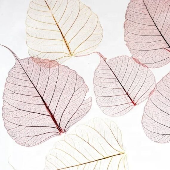 Good Quality Skeleton Pepal Net Natural Dried Pepal Leaf For Home Office Decor Dried Flower Leaves