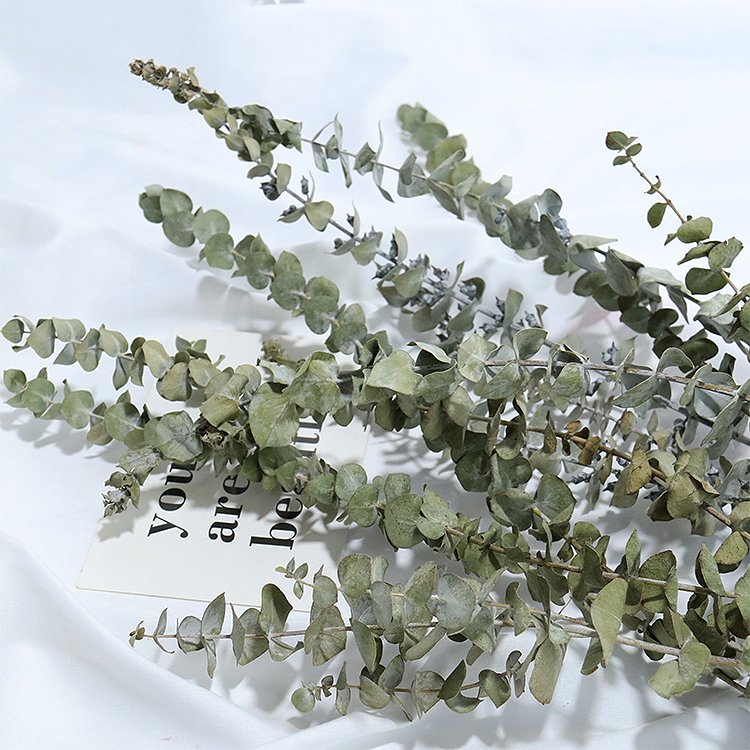 A-26 2023 new arrivals cheap natural candles dry Eucalyptus leaves Decorative flowers dried flower eucalyptus garland