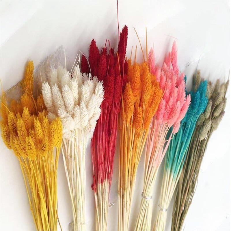 High Quality Natural Dried Flower Rabbit Tail Pampas Reed Dried Bouquet Wedding Party Decoration Plants