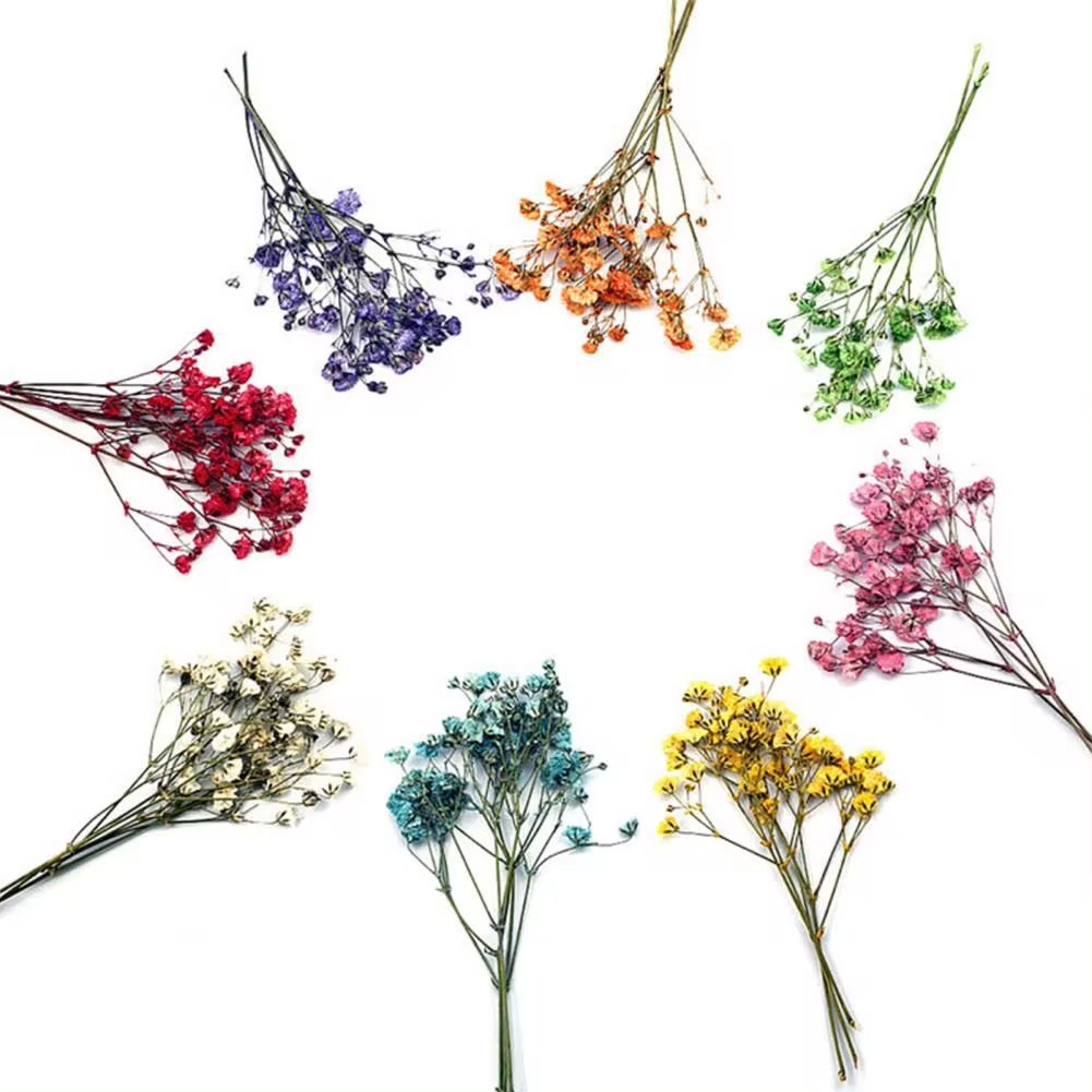 Fashion Press Flowers Everlasting Gypsophila Bouquets Colorful Dried Pressed Baby's Breath Flower for DIY Decor