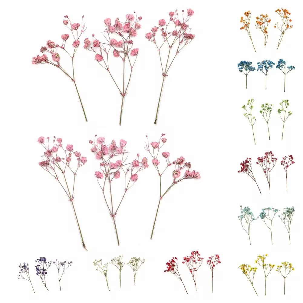 Fashion Press Flowers Everlasting Gypsophila Bouquets Colorful Dried Pressed Baby's Breath Flower for DIY Decor