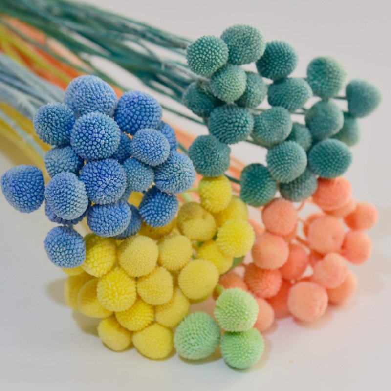 G7 DIY Accessories Eternal Flower Dried Flowers Golden Ball Preserved Flowers Billy Button Craspedia Preserved Golden Ball
