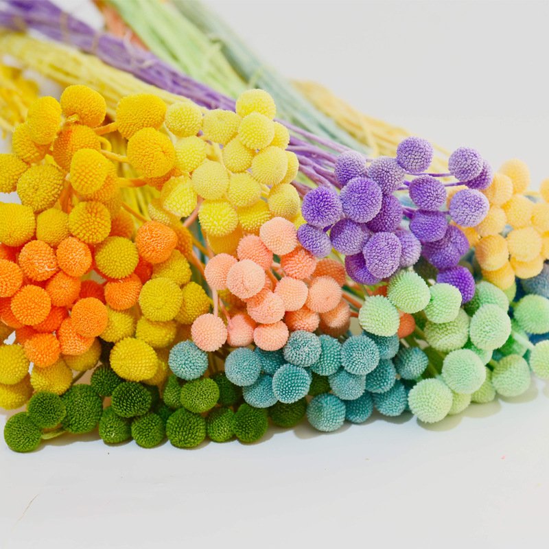 G7 DIY Accessories Eternal Flower Dried Flowers Golden Ball Preserved Flowers Billy Button Craspedia Preserved Golden Ball