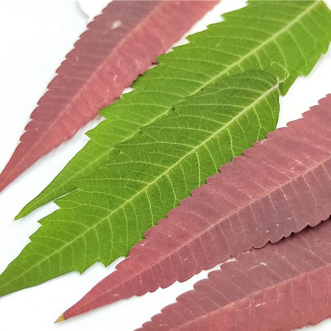 Rhus Typhina Leaf Real Leaves Dry Leaf Plant Specimen 6-10cm Diy Art Crafts Making