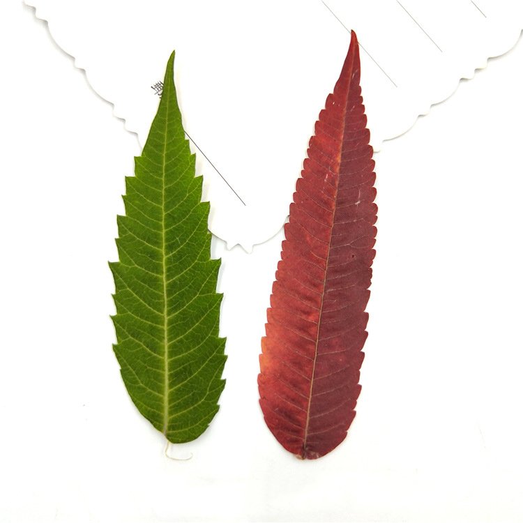 Rhus Typhina Leaf Real Leaves Dry Leaf Plant Specimen 6-10cm Diy Art Crafts Making