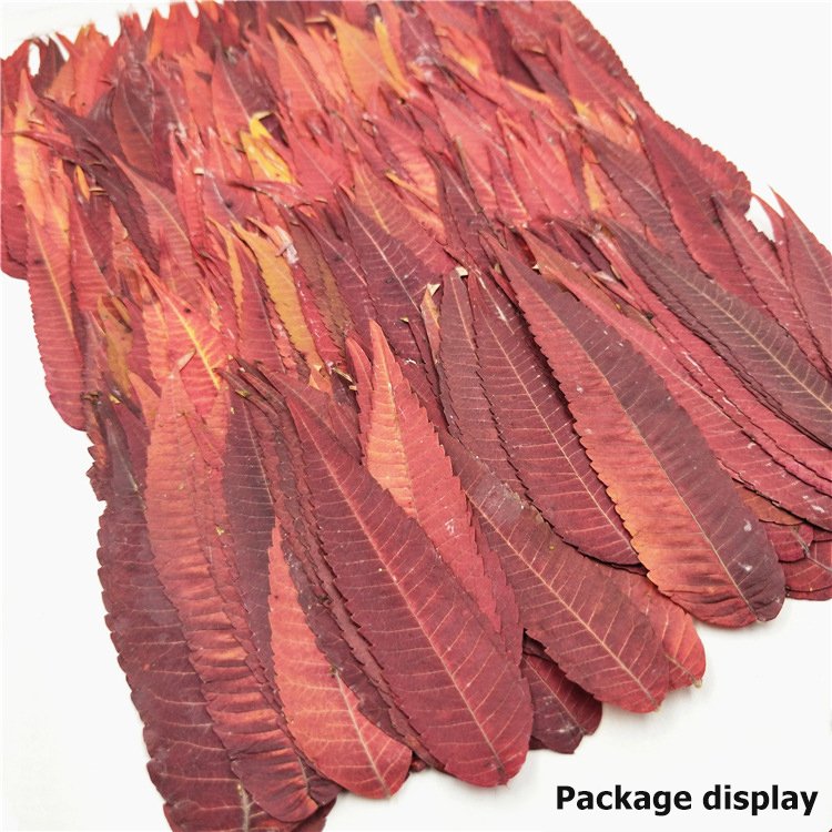 Rhus Typhina Leaf Real Leaves Dry Leaf Plant Specimen 6-10cm Diy Art Crafts Making