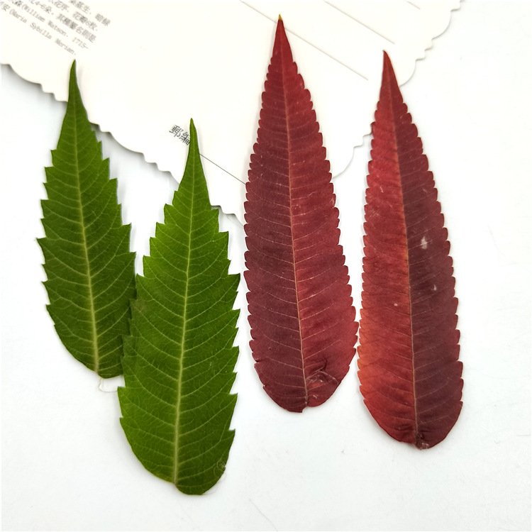 Rhus Typhina Leaf Real Leaves Dry Leaf Plant Specimen 6-10cm Diy Art Crafts Making