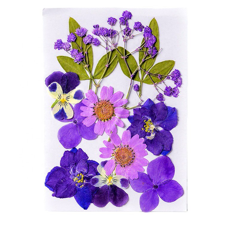 INTODIY Pressed Dried Flowers Bulk Mixed Pack Fresh Real Dry Flower Leaves Plant For Resin Nail Art Handmade