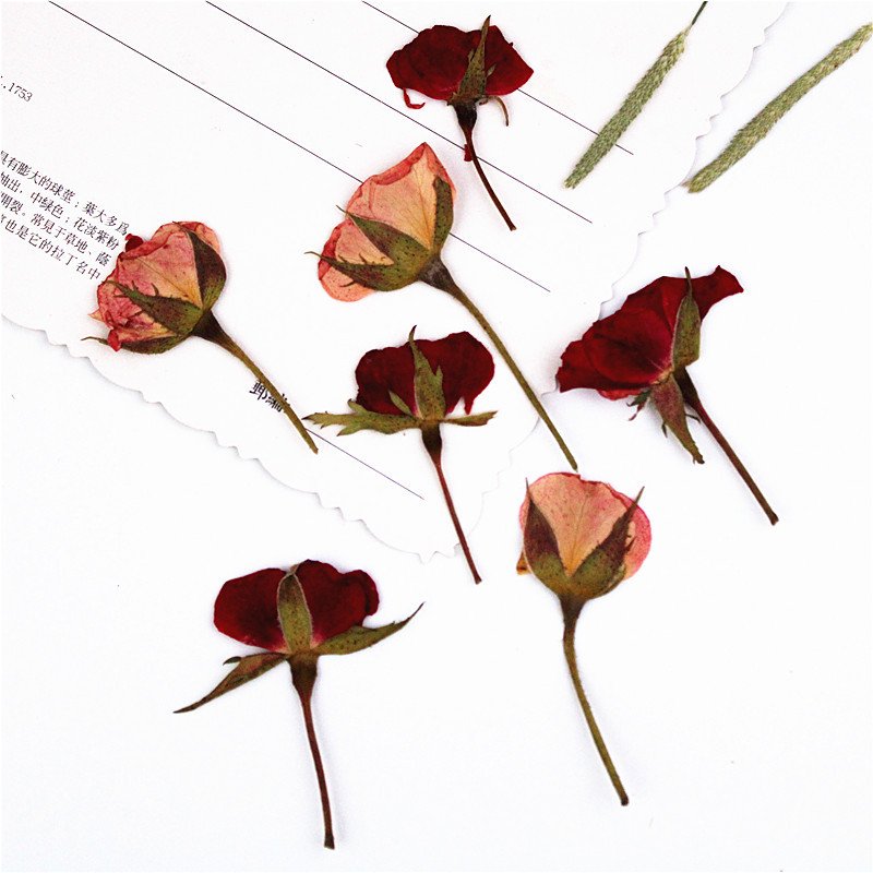 I623 Pressed Roses with Branches True Flower Material Package Dried Press Flowers Bookmark