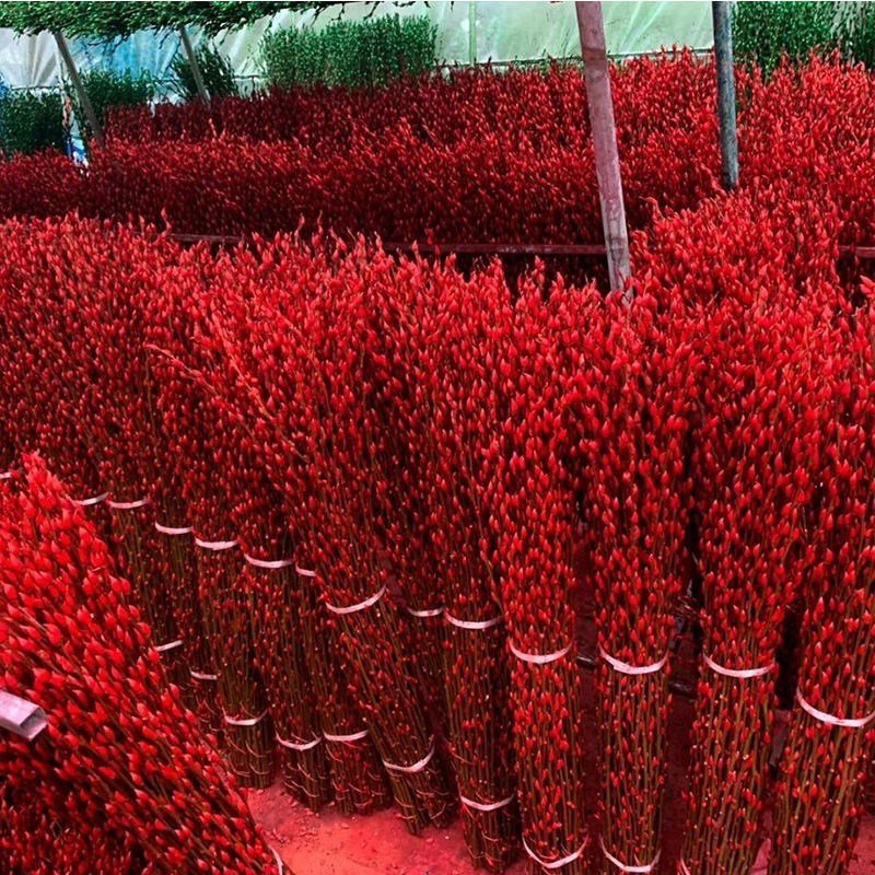 2024 Natural Salix Silver Willow Dried Flower Plants Pussy Willow for Home New Year Decor Flower