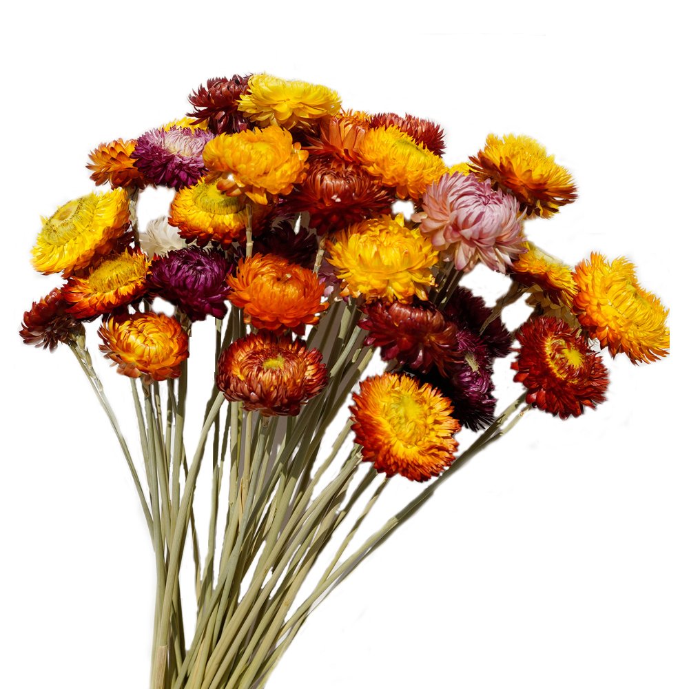 Manufacturer Dried Flower Daisy Bouquet 100% Natural Chrysanthemum Dry Flower Home Decora Party DIY Arrangement Wheat Straw Bulk