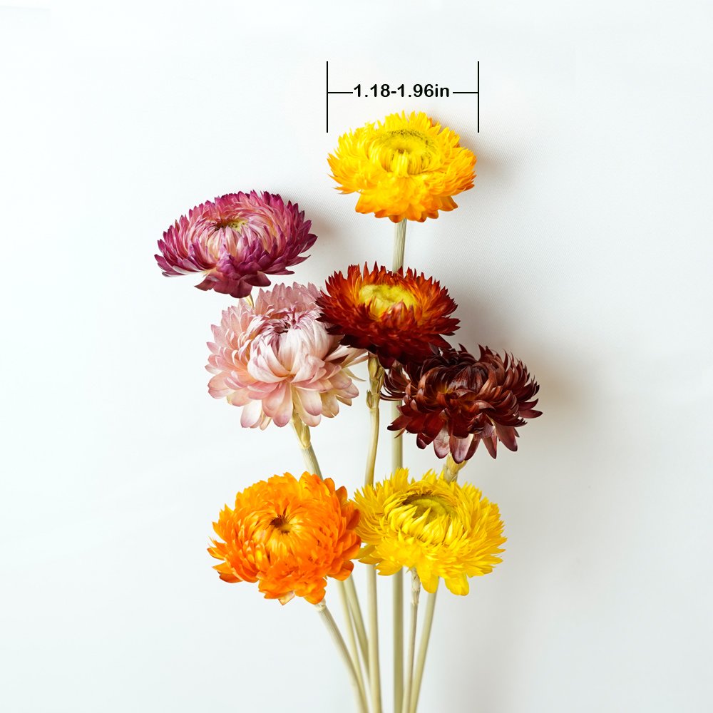 Manufacturer Dried Flower Daisy Bouquet 100% Natural Chrysanthemum Dry Flower Home Decora Party DIY Arrangement Wheat Straw Bulk