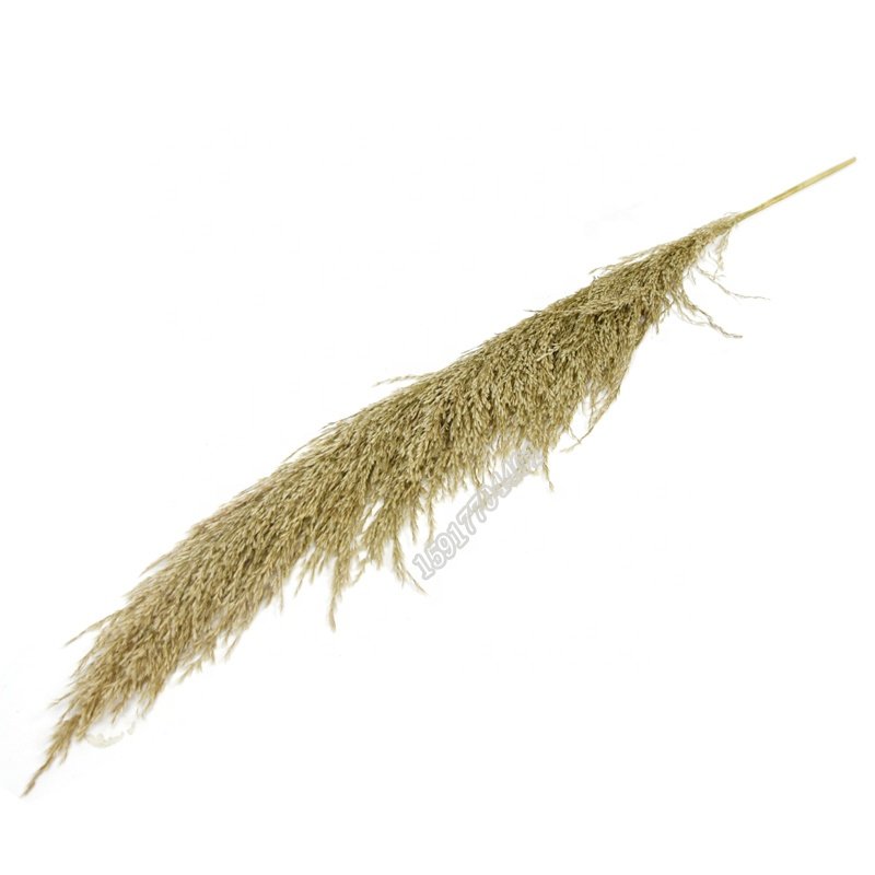 Factory sale natural plant 100 cm reed dried grass dried flower for home decoration
