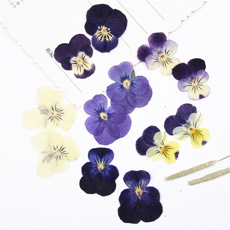 Viola Cornuta Pressed Dried Natural Dry Flowers DIY Candle Soap Resins Art Mold Dried Flowers Dried Flower for Resin Art