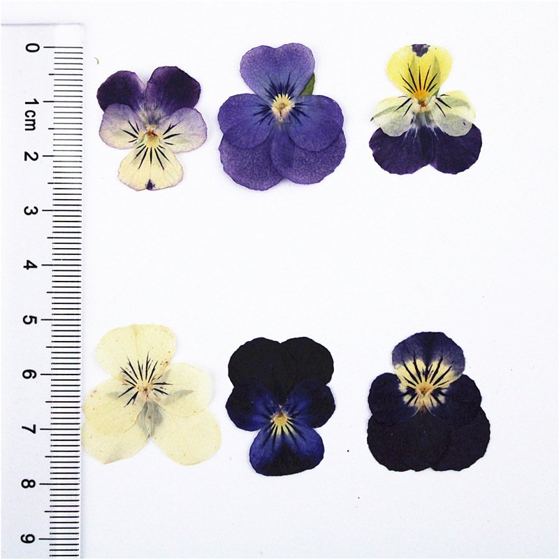 Viola Cornuta Pressed Dried Natural Dry Flowers DIY Candle Soap Resins Art Mold Dried Flowers Dried Flower for Resin Art