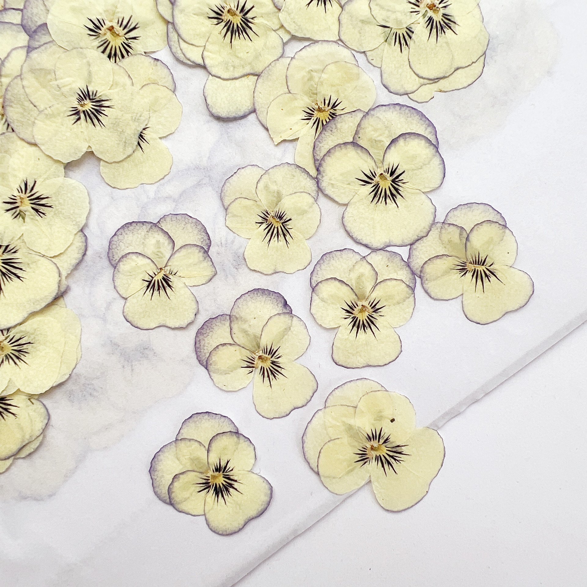 Viola Cornuta Pressed Dried Natural Dry Flowers DIY Candle Soap Resins Art Mold Dried Flowers Dried Flower for Resin Art