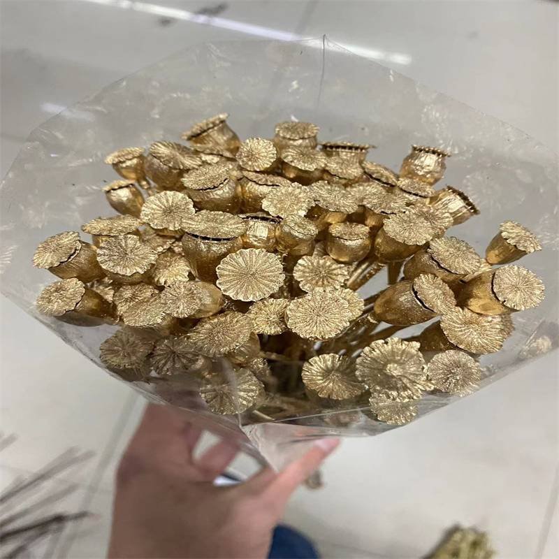 PPS06 Common poppy Seeds 2024 Hot selling dried flower Corn poppy flower for home decoration