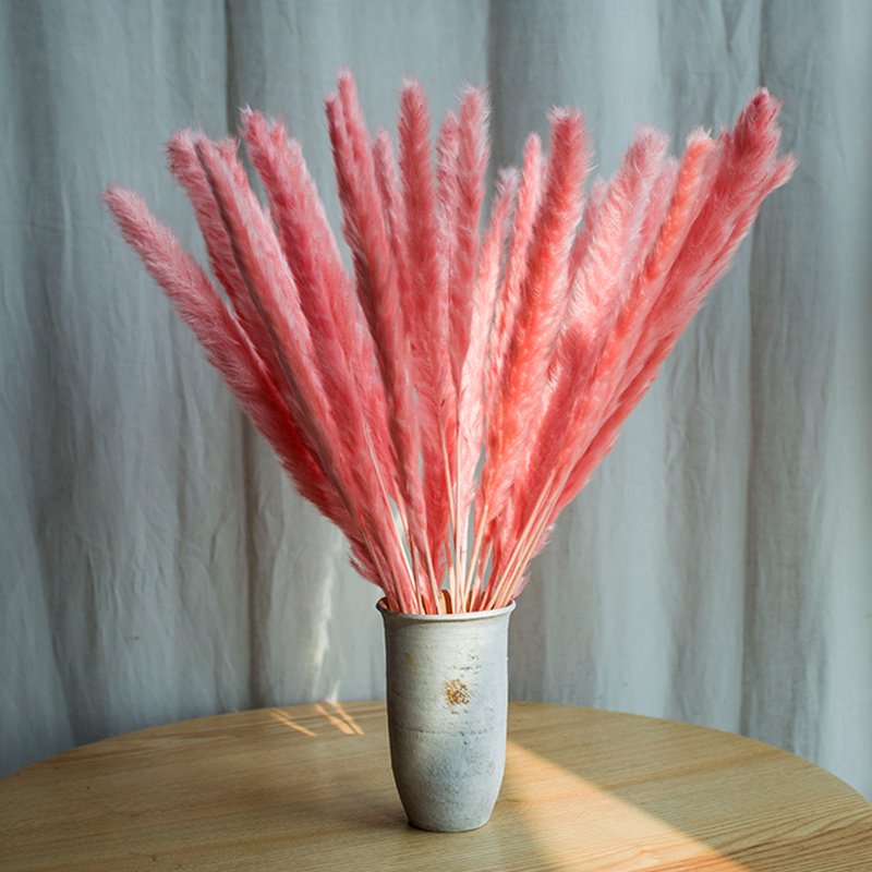 sumflora 2024 new arrivals Photo Background Instagram gifts & crafts dried flowers small pampas grass