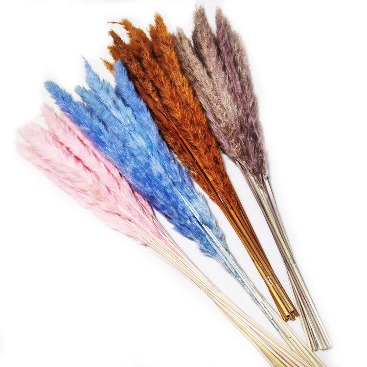 sumflora 2024 new arrivals Photo Background Instagram gifts & crafts dried flowers small pampas grass